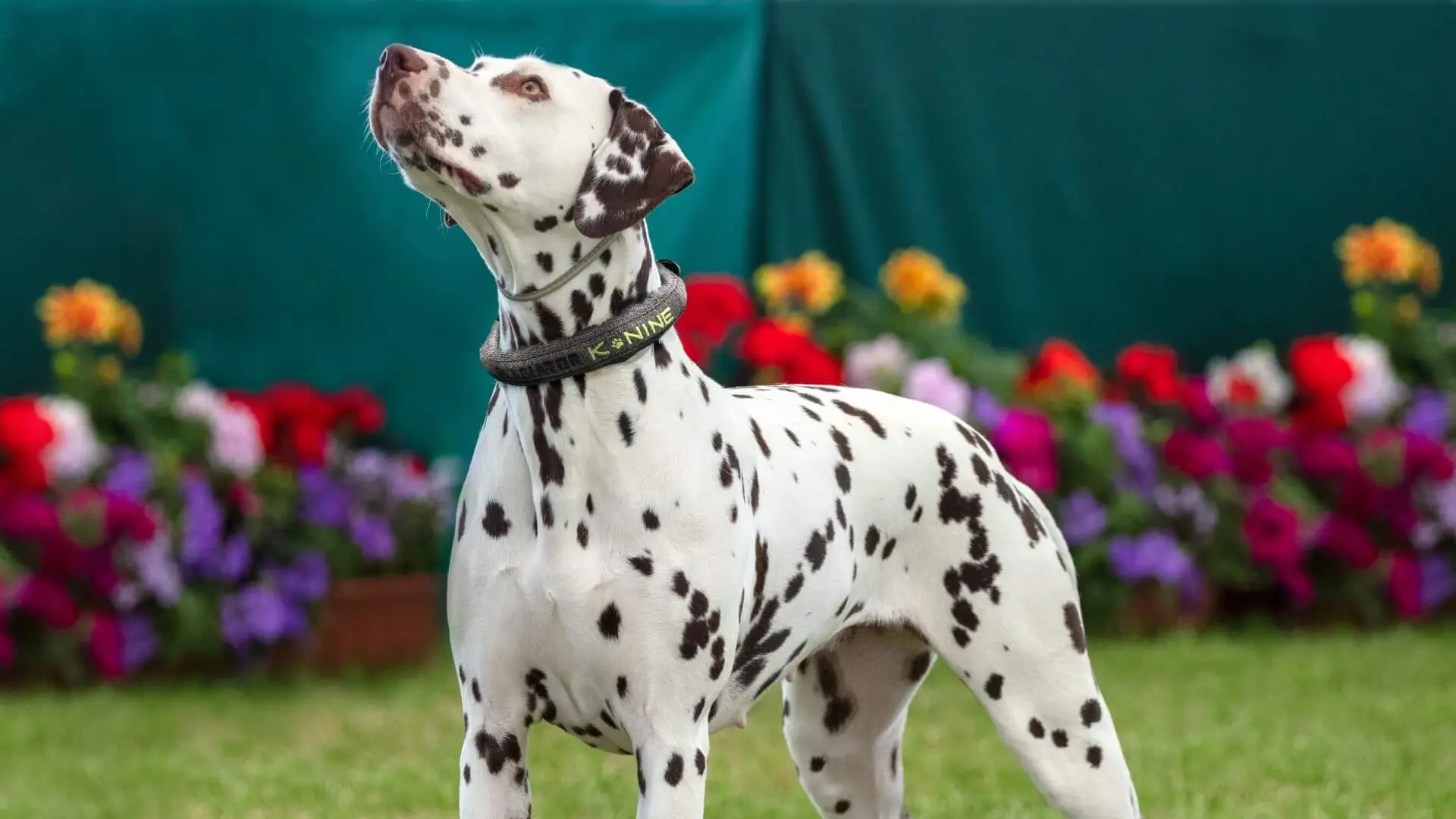 Training Troubles: The Most Difficult Dog Breeds Revealed