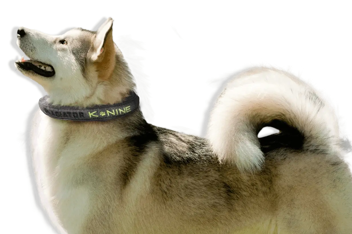 Dog With Collar