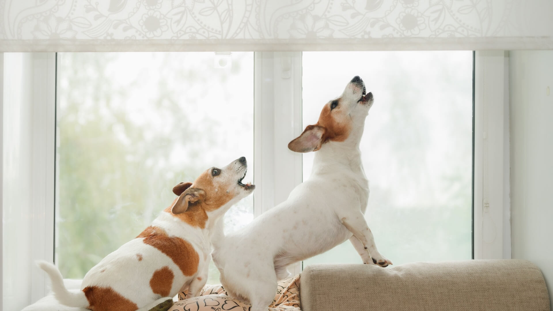 canine behavior