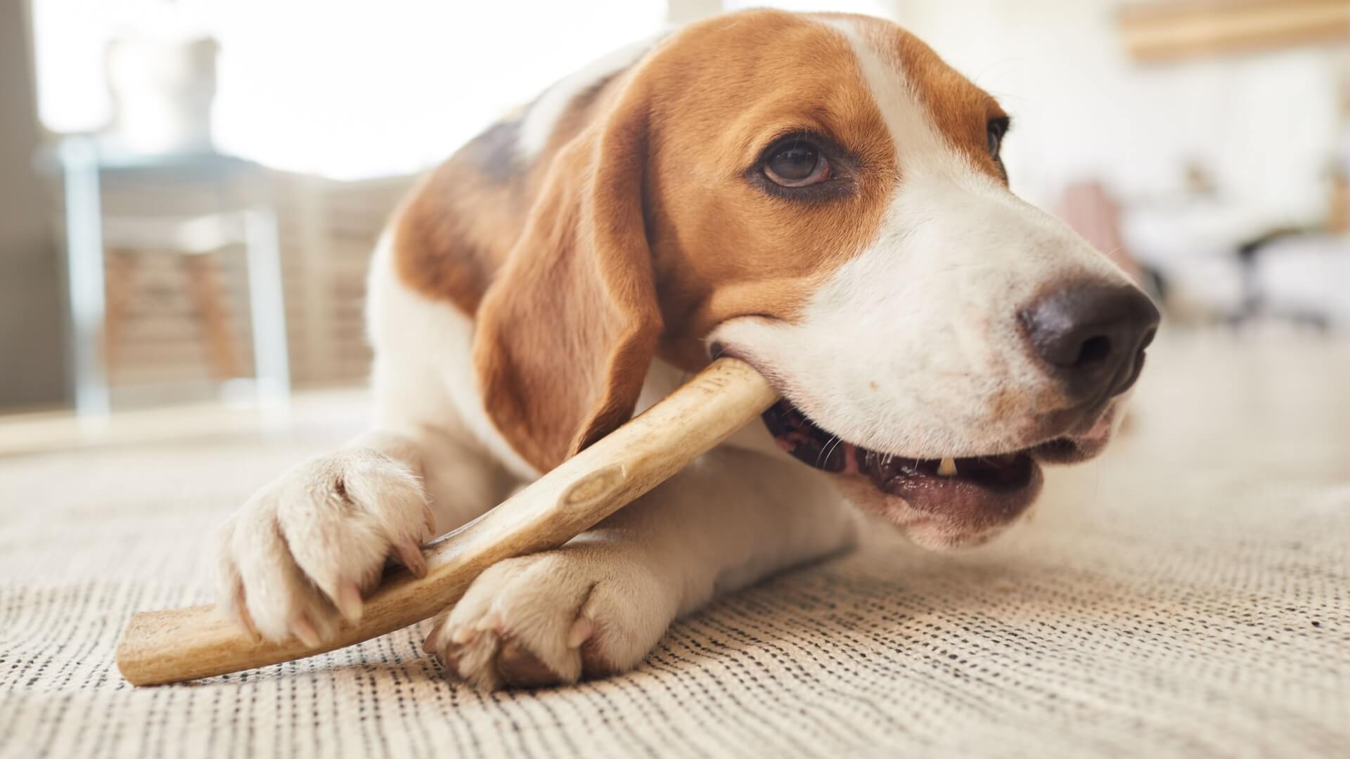 puppy chewing