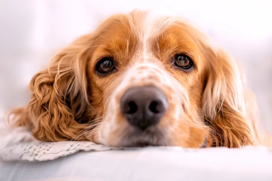 Dog laying down due to its anxiety.