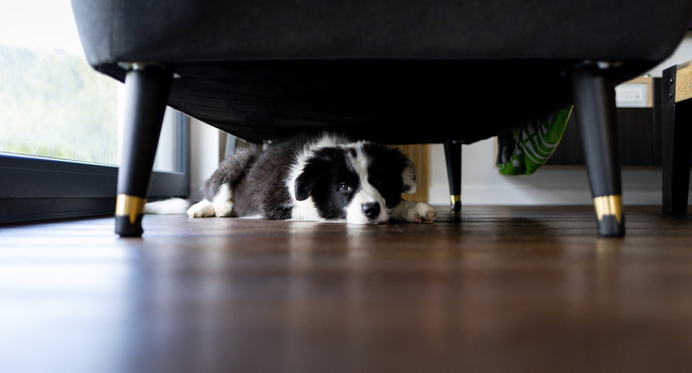 dog hiding under table.