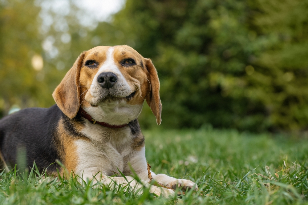 beagle-training-tips