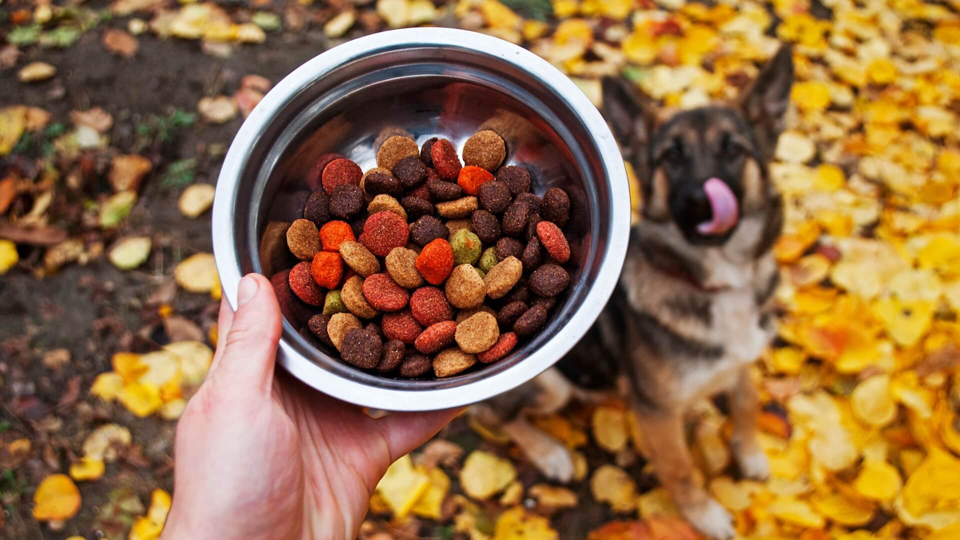 9010 rule for dogs