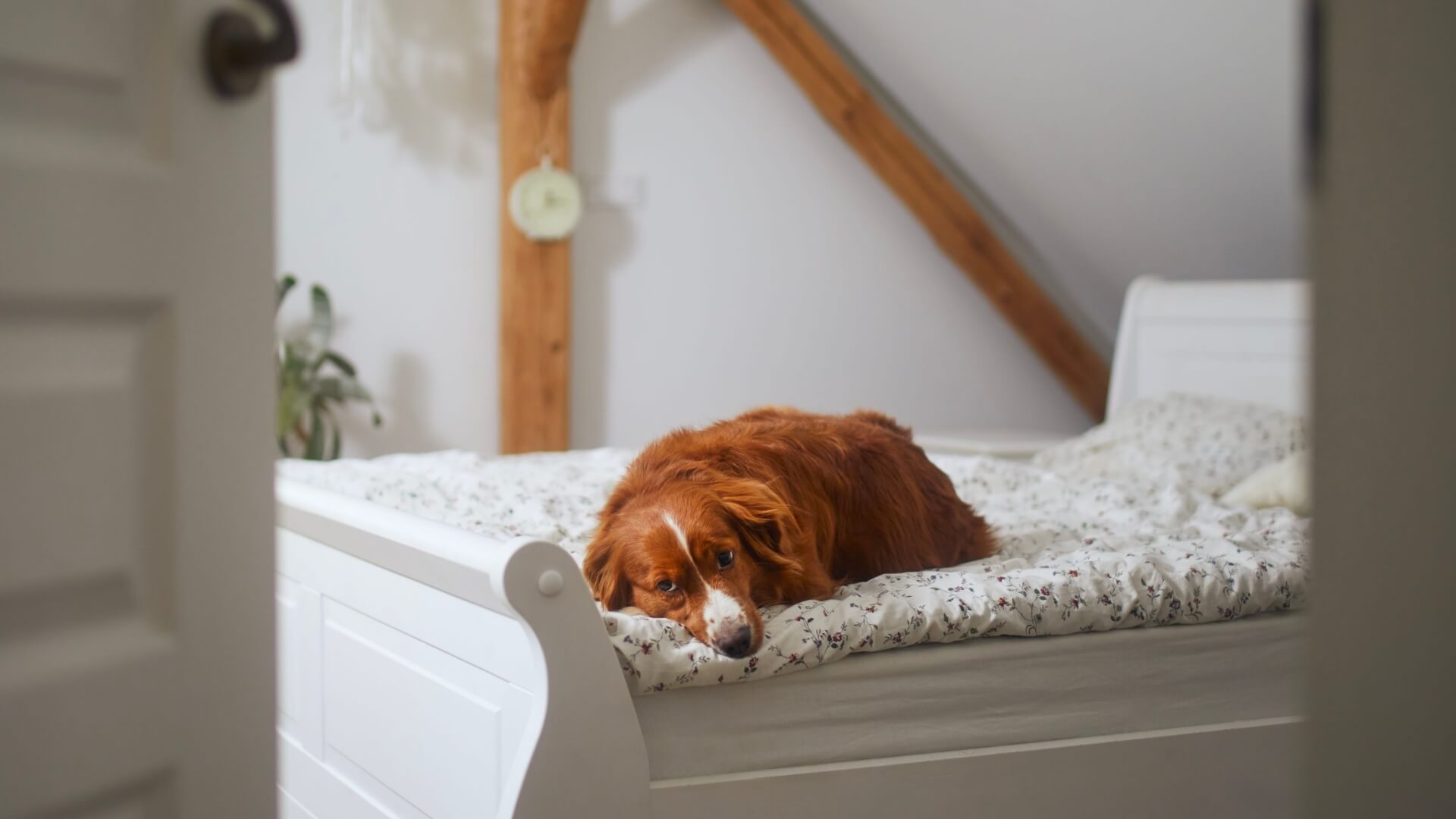 leaving dog alone