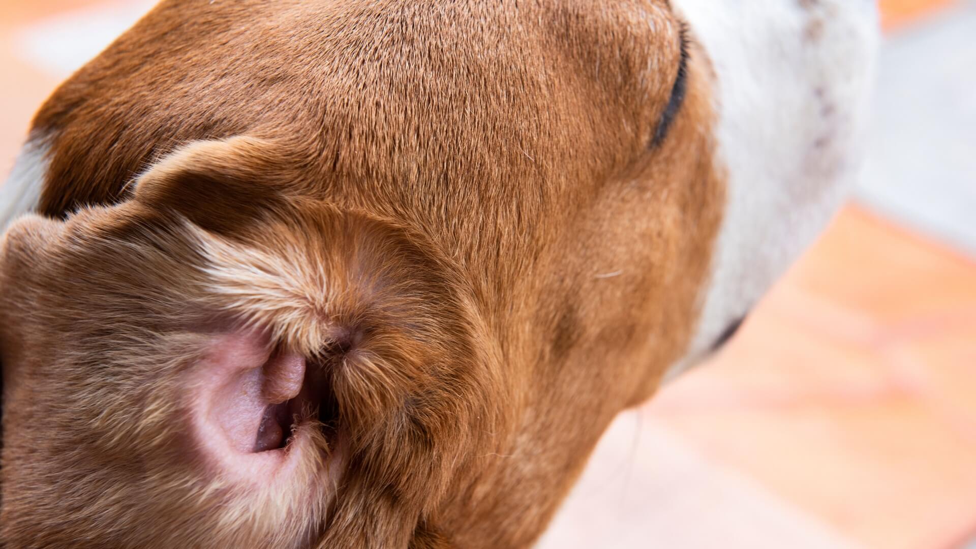 symptoms of ear infections