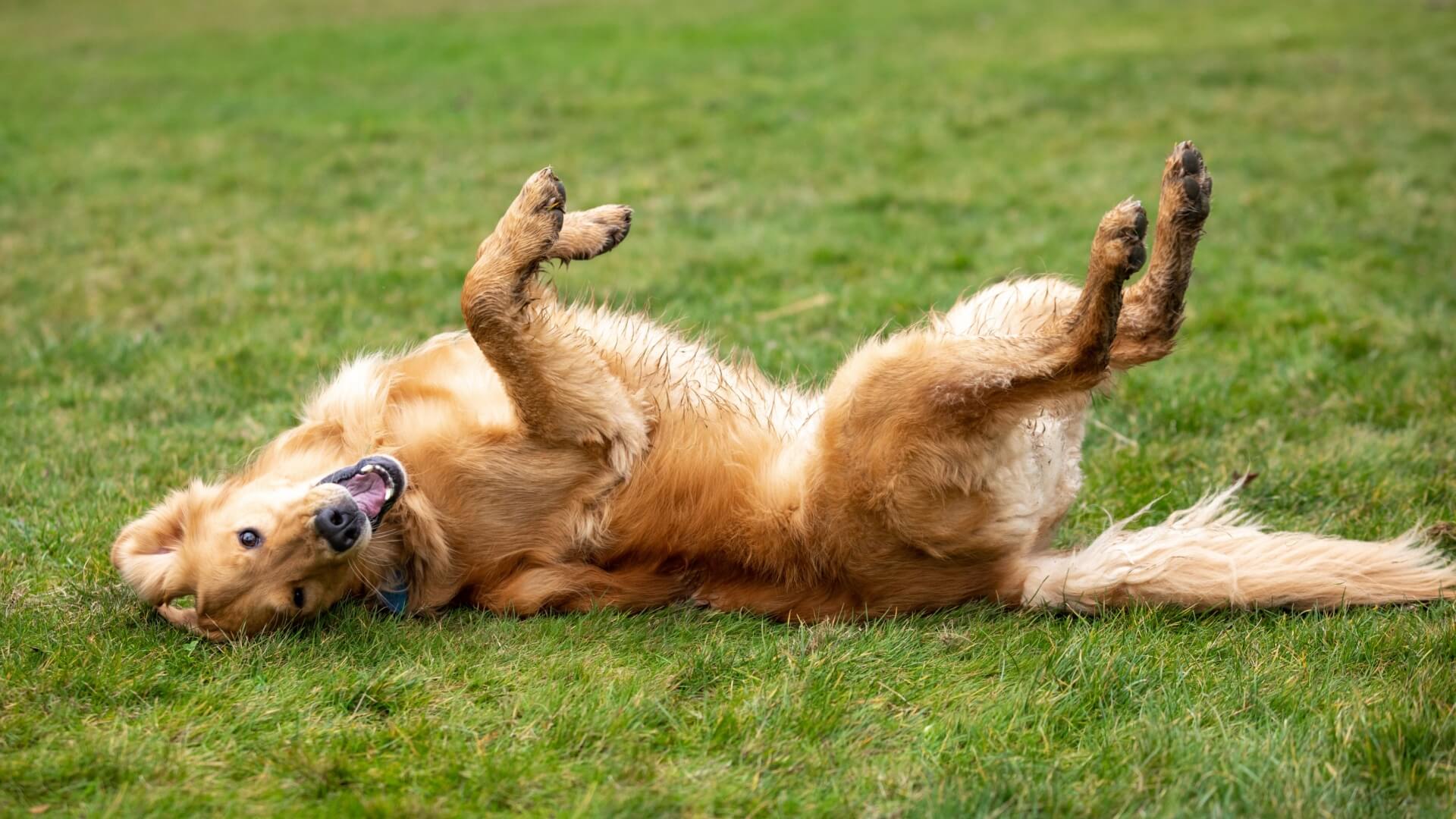 dog zoomies