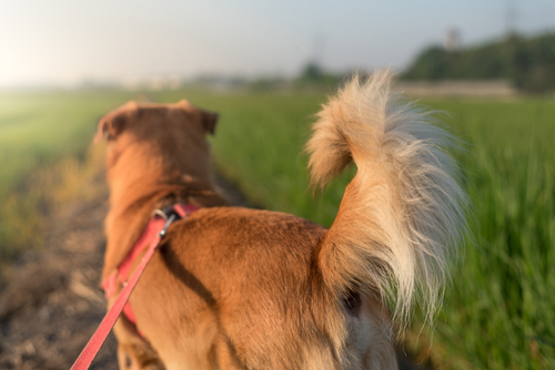 fluffy-tail-brown-dog-rice