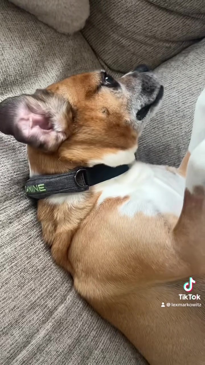 Chronic Ear Infections