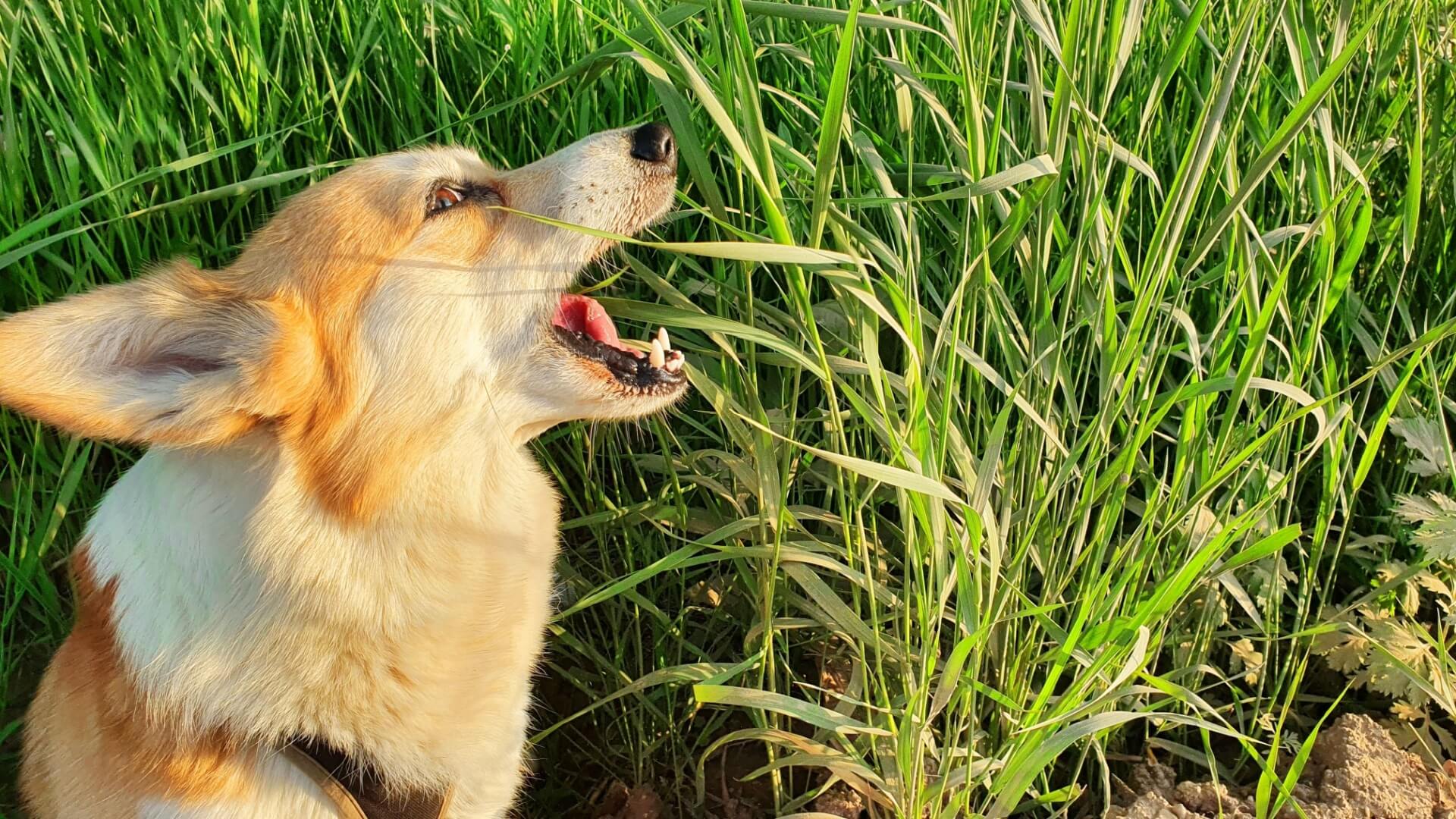 dogs eat grass
