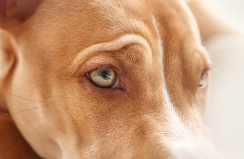 dog-close-focus-on-eye-cute