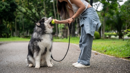 dog-owner