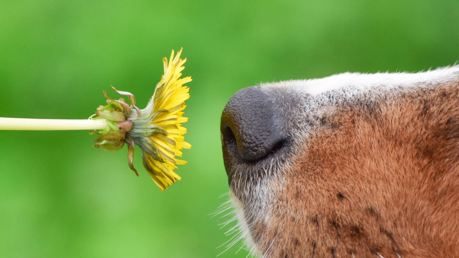 Dog's Nose