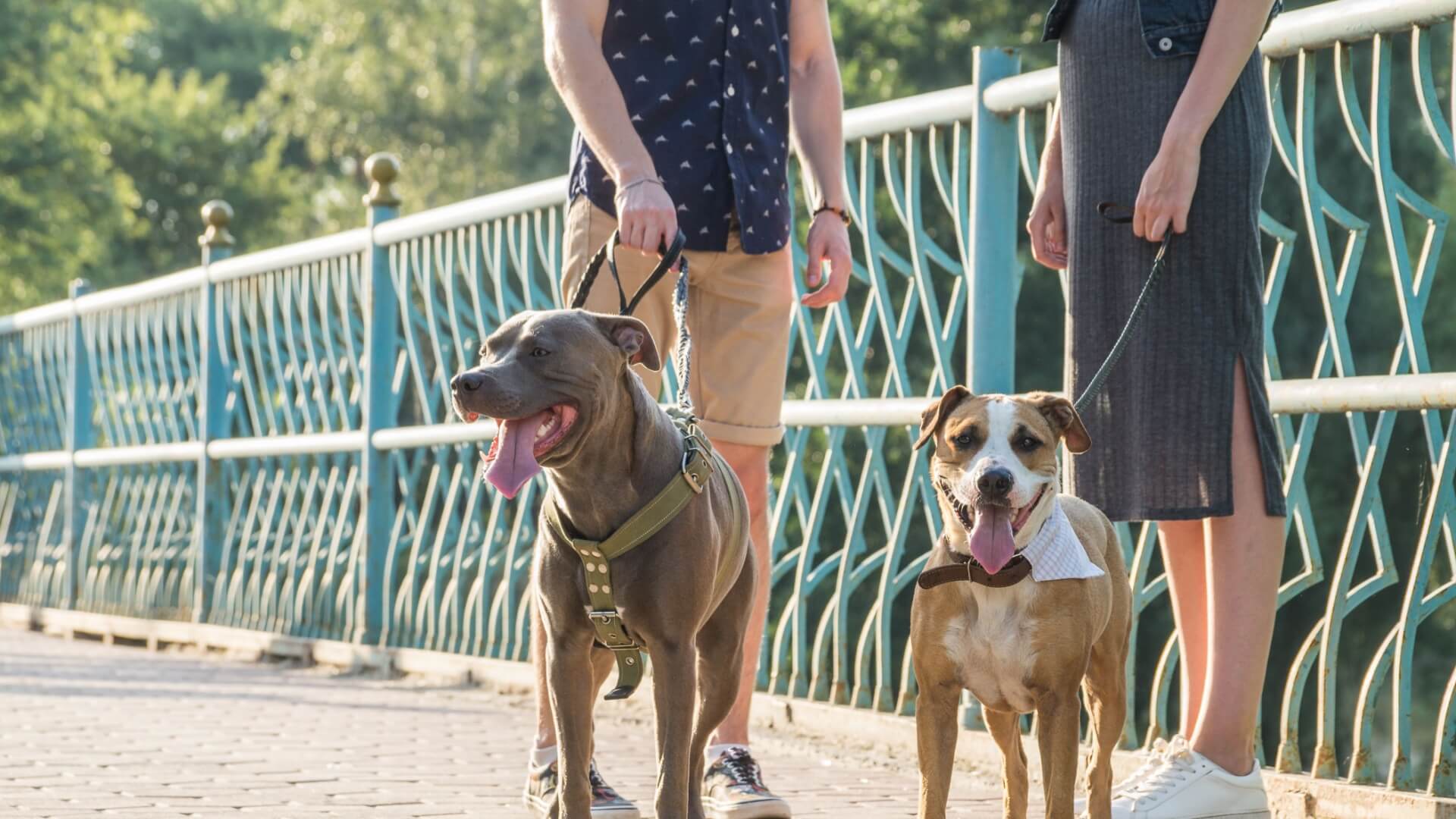 introducing your dog to other dogs