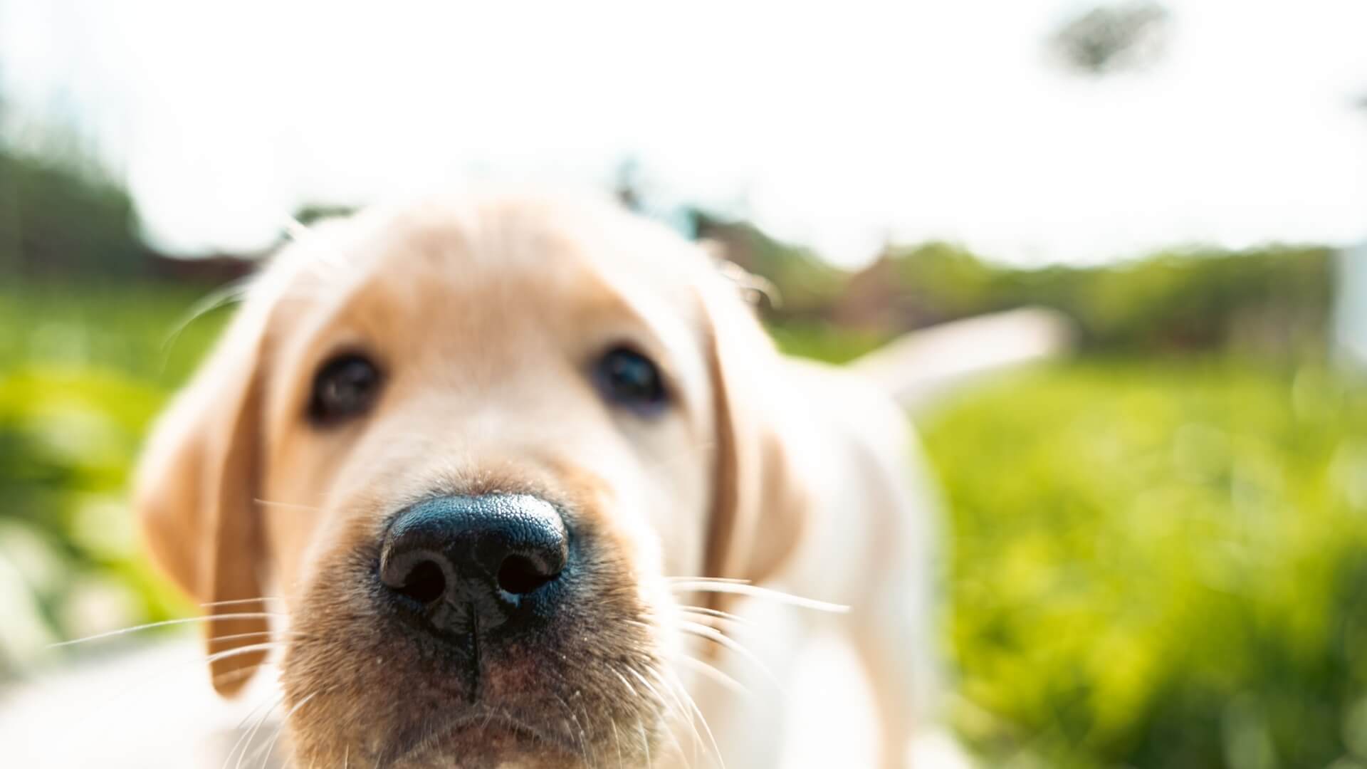 dog whiskers